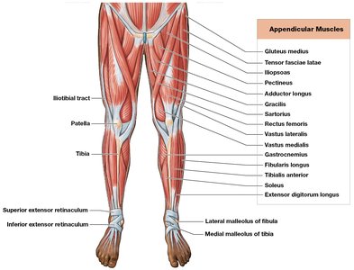 Major skeletal muscles, anterior view