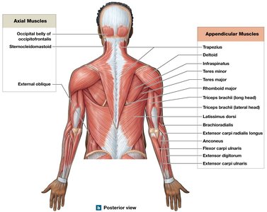 Major skeletal muscles, posterior view