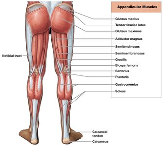 Major skeletal muscles, posterior view