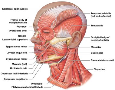 Muscles of facial expression, lateral view