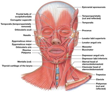 Muscles of facial expression, anterior view