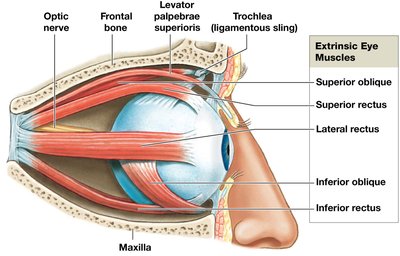 Extrinsic eye muscles, lateral view