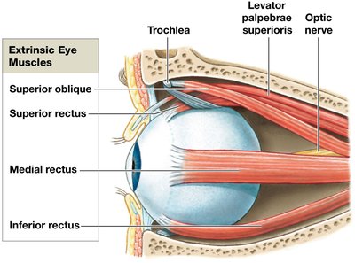 Extrinsic eye muscles, medial view