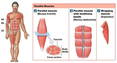 Parallel muscle arrangements