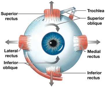 Extrinsic eye muscles, anterior view