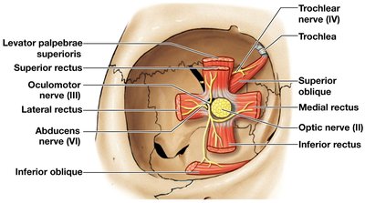Extrinsic eye muscles, right orbit