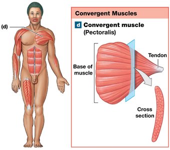 Convergent muscle arrangement