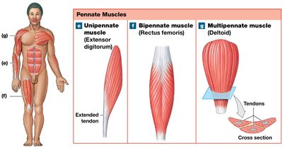 Pennate muscle arrangements