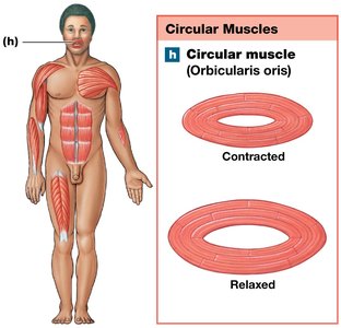 Circular muscle arrangement