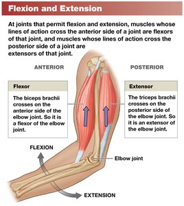 Flexion and extension at the elbow joint