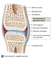 Synovial joint structure