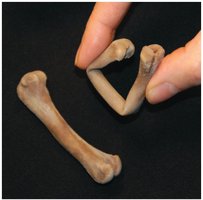 Axial and appendicular skeleton diagram