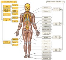 Bone classification diagram