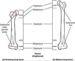 Epiphyseal plate and line in growing and mature long bone
