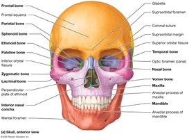 Anterior view of the skull