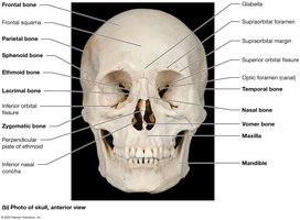 Anterior view of the skull