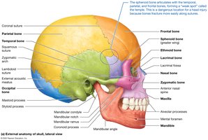 Lateral view of the skull