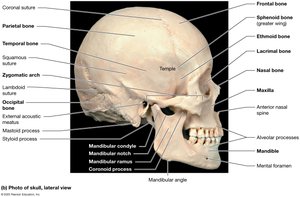 Lateral view of the skull