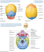 Posterior, superior, and inferior views of the skull