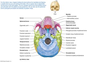 Posterior, superior, and inferior views of the skull