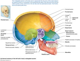 Medial view of midsagittal section of the skull