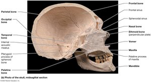 Medial view of midsagittal section of the skull