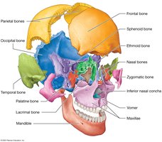 Disarticulated skull