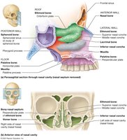 Nasal cavity