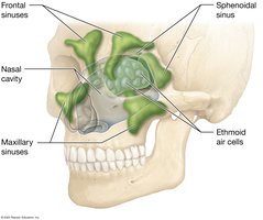 Paranasal sinuses: anterolateral view
