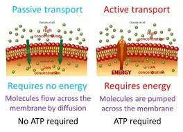 Passive vs active transport comparison