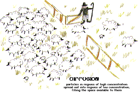 Diffusion illustration with sheep