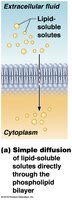 Simple diffusion of lipid-soluble solutes