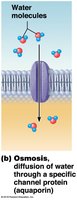Osmosis of water molecules