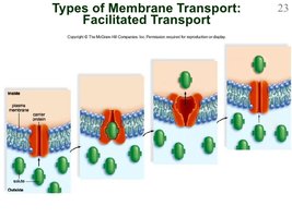 Facilitated diffusion through carrier proteins
