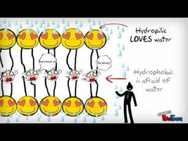 Phospholipid arrangement in the plasma membrane
