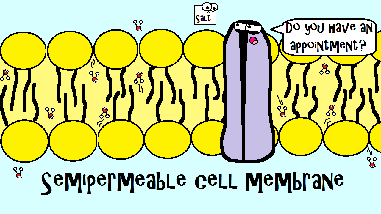 Semipermeable cell membrane cartoon