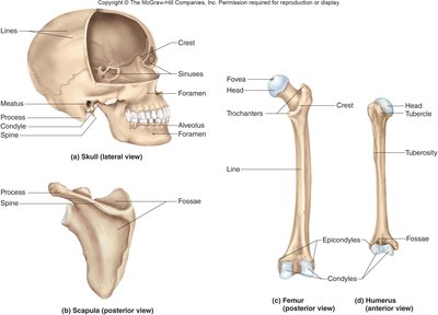 Specific Bone Features Anatomy & Physiology Skeletal System Study Guide | Notes