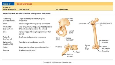 Specific Bone Features Anatomy & Physiology Skeletal System Study Guide | Notes