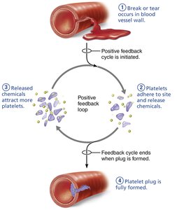Positive feedback in blood clotting