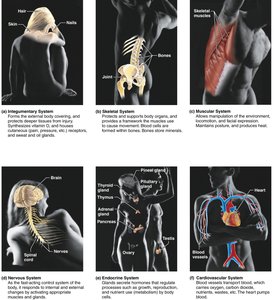 Overview of major organ systems