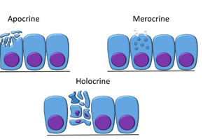 Diagram of apocrine, merocrine, and holocrine secretion