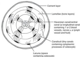 Diagram of an osteon in compact bone