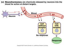 Neurohormones released by neurons into the blood.