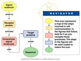 Signal pathway steps: ligand, receptor, intracellular signal, response.