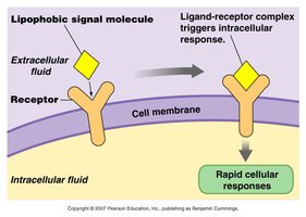 Lipophobic signal molecule binding to membrane receptor.