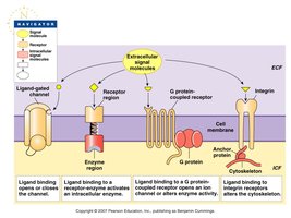 Categories of membrane receptors.