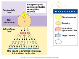 Signal transduction pathway: first messenger, second messenger, response.