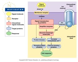Membrane receptor signal transduction pathway.