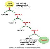 Signal transduction cascade.