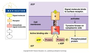 Receptor enzyme: tyrosine kinase.